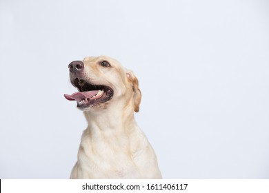 The Labrador Is Very Excited When Dressed In A Superman Costume, With A Variety Of Emotions Including Anger, Anger And Sadness Against A Gray And White Background