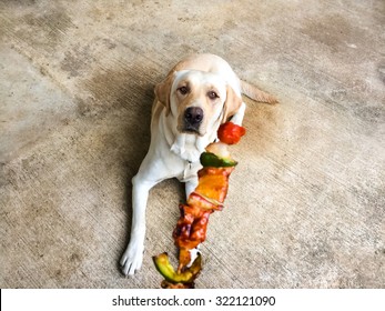 Labrador Waiting For Barbecue, Begging Face