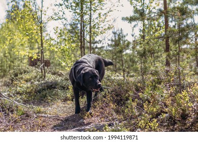 Labrador walking in the forrest