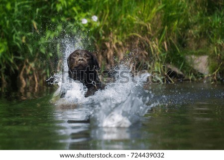 water rat Pet Labrador