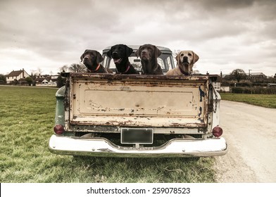 Labradors in a vintage truck