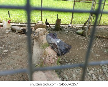 Taman Burung Images, Stock Photos u0026 Vectors  Shutterstock