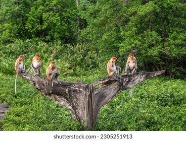 Labuk Bay, Sabah, Malaysia - Nov 2022: Group of proboscis monkeys at Labuk Bay in Borneo. - Powered by Shutterstock