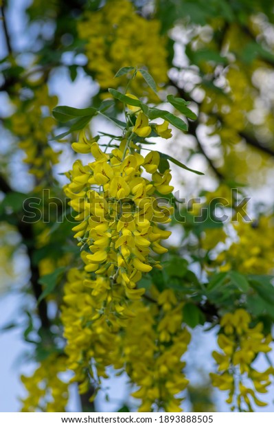 Laburnum\
anagyroides ornamental shrub branches in bloom against blue sky,\
flowering small tree with bright yellow\
flowers
