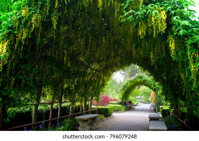 The Laburnum Arch At Bayview Farm And Garden, At Langley, WA