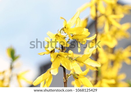 Similar – Golden Spring Colour photo