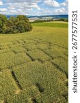 A labyrinth of corn. Cornfields as fun for children and adults. Living labyrinths in the fields - popular entertainment in Europe. High quality photo