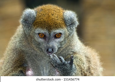 Lac Alaotra Gentle Lemur (Hapalemur Alaotrensis)