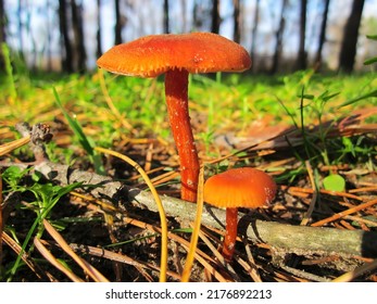 Laccaria laccata, commonly known as the deceiver, or waxy laccaria. Fungi around the base of a fallen tree among a patch of pine seedlings. - Shutterstock ID 2176892213