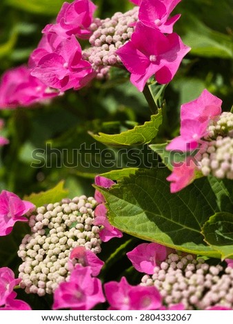 Lace Hydrangea in glorious pink