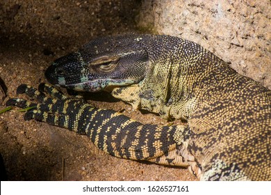 The Lace Monitor (Varanus Varius) Is A Member Of The Monitor Lizard Family Native To Eastern Australia.
It Is Considered To Be A Least-concern Species.