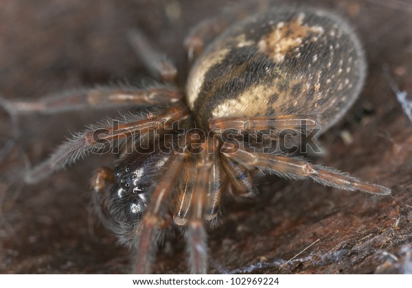 Lace Webbed Spider Amaurobius Fenestralis Sitting Stock Photo 102969224 ...