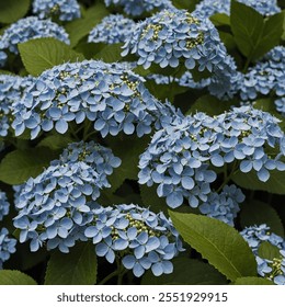 Lacecap Hydrangea features delicate, flat flower clusters with a central ring of small, fertile blooms surrounded by larger, showy petals, creating a charming, lacy appearance.