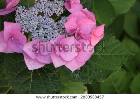 lacecap hydrangea, flat delicate flower clusters, tiny fertile buds, larger showy sterile petals (Hydrangea-macrophylla) (macro, close-up, shade)