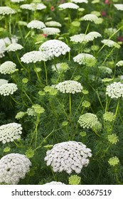 Laceflower Or Bishopsweed, Ammi Majus