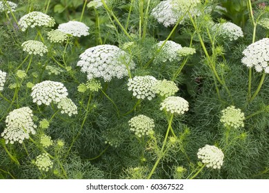 Laceflower Or Bishopsweed, Ammi Majus