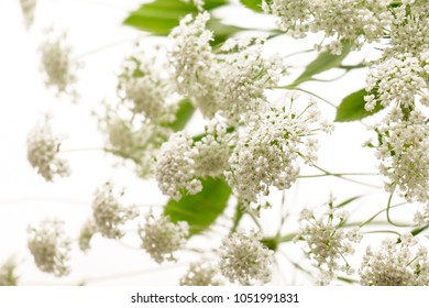 Laceflower On White Background