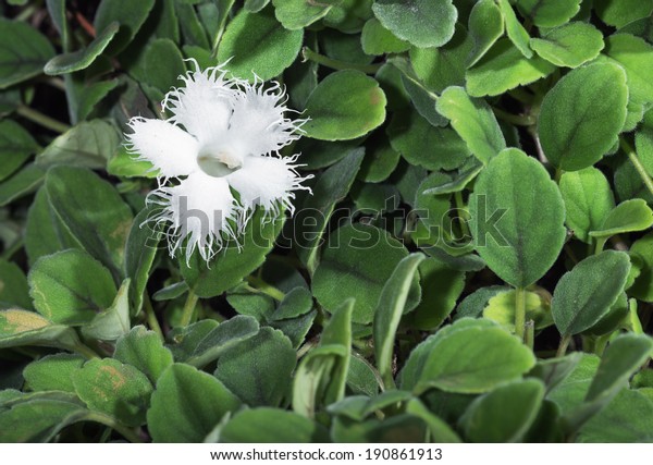 lace flower vine