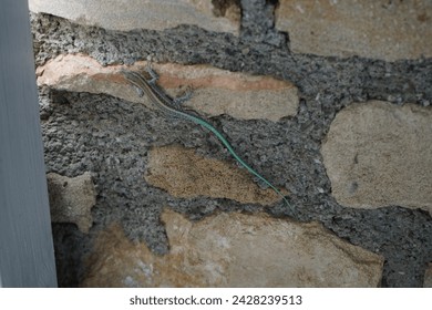 Lacerta oerzeni crawling along a stone wall in Pefki. Lacerta oertzeni, the rock lizard, is a species of lizard in the family Lacertidae. Pefki, Rhodes Island, Greece