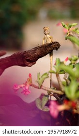 Lacertilia On A Branch In The Forest