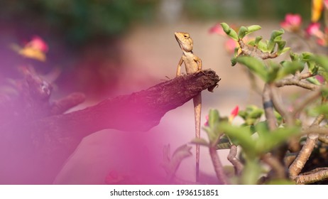 Lacertilia On A Branch In The Garden