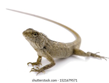 Lacertilia (Sauria) On White Background