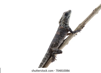 Lacertilia (Sauria) On White Background