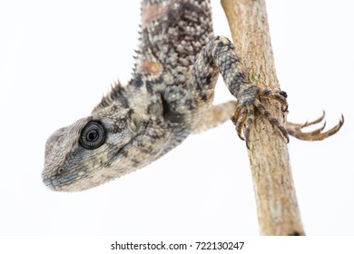 Lacertilia (Sauria) On White Background