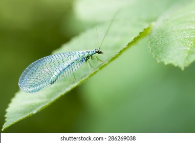 2,782 Lacewing flies Images, Stock Photos & Vectors | Shutterstock