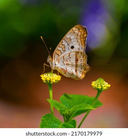 Lacewing Butterfly At Lewis Ginter Botanical Garden