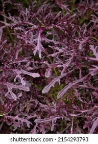 Lacey Leaves of Ruby Streaks Mustard Greens Growing in Garden - Shutterstock ID 2154293793
