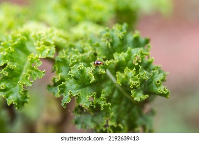 Lacinato Dinosaur Kale Curly Kale