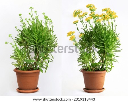 Laciniate kalanchoe herb plant flower in a pot before and after blooming. Plant with and without flowers, healthy and unhealthy plant flower isolated on white background, growth of a plant