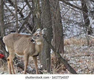 146 Spike Horn Buck Images, Stock Photos & Vectors | Shutterstock