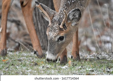 146 Spike Horn Buck Images, Stock Photos & Vectors | Shutterstock