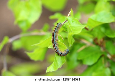 The Lackey Moth Caterpillar