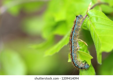 The Lackey Moth Caterpillar