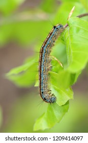 The Lackey Moth Caterpillar