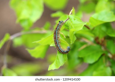 The Lackey Moth Caterpillar