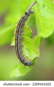 The Lackey Moth Caterpillar