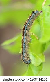 The Lackey Moth Caterpillar