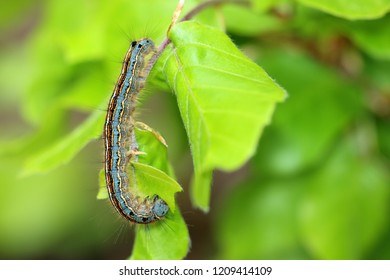 The Lackey Moth Caterpillar