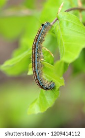 The Lackey Moth Caterpillar