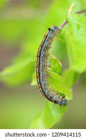 The Lackey Moth Caterpillar