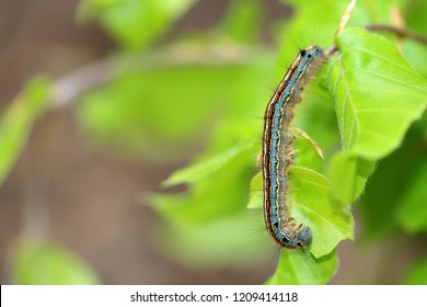 The Lackey Moth Caterpillar