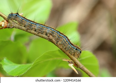 The Lackey Moth Caterpillar