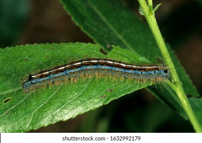 Lackey Moth (Malocosoma Neustria), Lasiocampidae Family, Adult Caterpillar