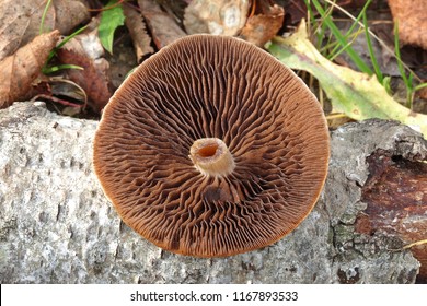 Lacrymaria Lacrymabunda Or Weeping Widow On The Dead Birch.