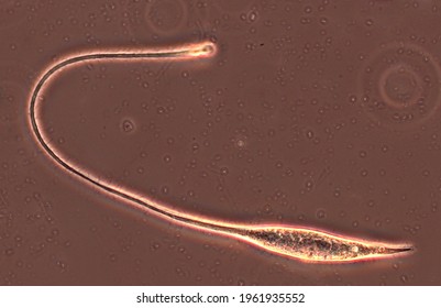 Lacrymaria, Portrait Of Single Ciliate (Ciliophora, Protista) Showing Cell Shape, Cell Flexibility, Cilia, Proboscis For Feeding; Phase Contrast Microscopy