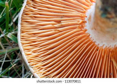 Lactarius Deliciosus High Res Stock Images Shutterstock